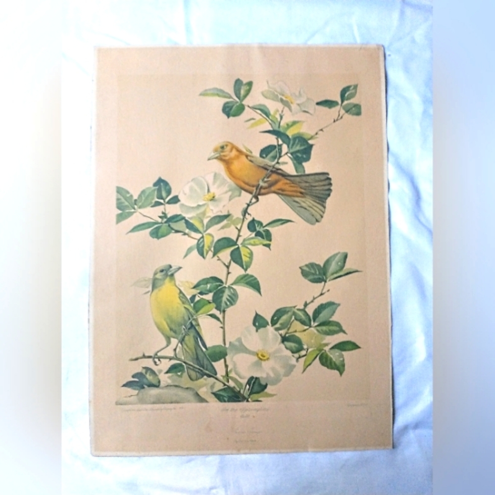 1946 Quaker State Lithograph Co." - Roger Tory Peterson - "Summer Tanager" #110